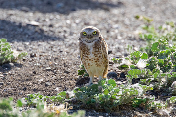Owls
