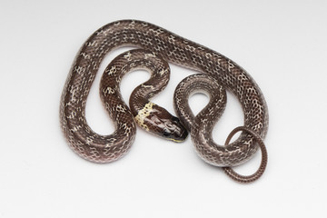 Close-up of Small snake on green leaf , Common Wolf Snake