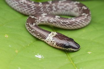 Close-up of Small snake on green leaf , Common Wolf Snake
