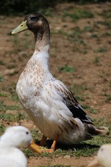 Duck