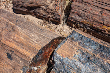 Arizona, USA. logs of petrified wood, Petrified Forest National Park,
