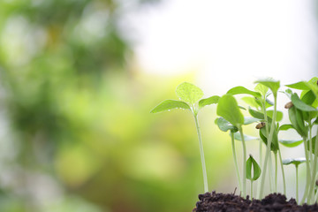 Green Growing cantaloupe sappling plant with dark brown solid 