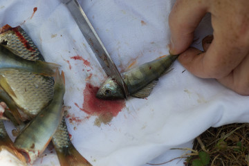 vider un poisson