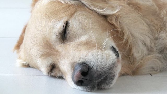 golden retriever dog lying and sleep on white tile