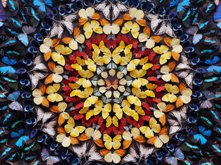 A lot of colorful butterflies in circles as a wall decoration. - obrazy, fototapety, plakaty