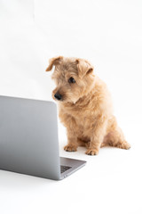 Norfolk Terrier dog looking at laptop compter against white background