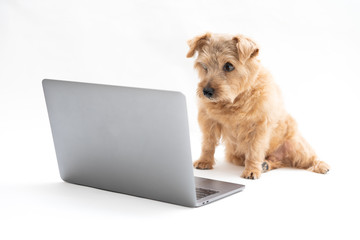 Norfolk Terrier dog looking at laptop compter against white background