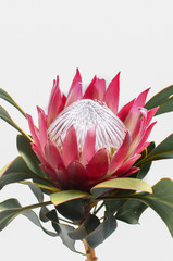 Protea flowers bunch. Blooming Pink King Protea Plant over White background. Extreme closeup. Holiday gift, bouquet, buds.