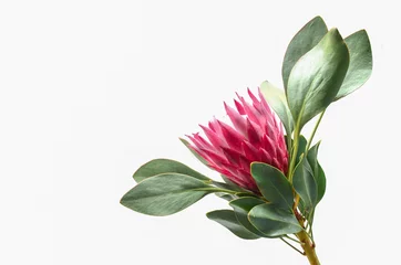  Protea flowers bunch. Blooming Pink King Protea Plant over White background. Extreme closeup. Holiday gift, bouquet, buds. © Aris
