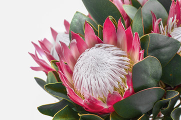 Protea flowers bunch. Blooming Pink King Protea Plant over White background. Extreme closeup. Holiday gift, bouquet, buds.