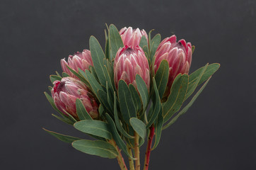 Protea flowers bunch. Blooming Pink King Protea Plant over Black background. Extreme closeup. Holiday gift, bouquet, buds. One Beautiful fashion flower macro shot.