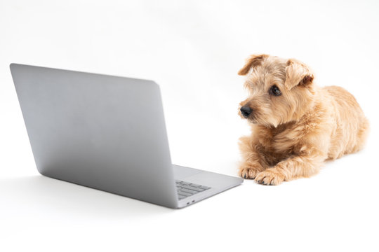 Norfolk Terrier dog looking at laptop compter against white background
