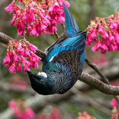 A beautiful tui bird drinking nectar from Cherry blossom  flowers.  © Carolyn
