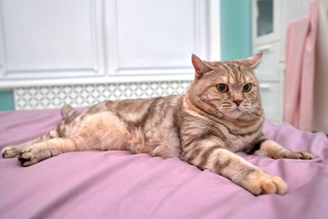 British Shorthair cat lies on the bed, close-up