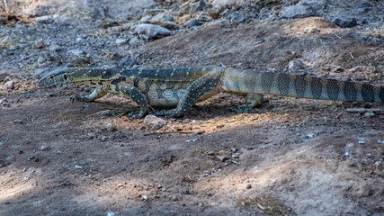 Monitor lizard