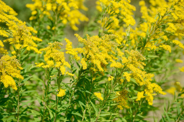 Obraz premium flower Goldenrods in the nature