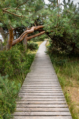 Wood jetty in the nature reserve on the Baltic coast with pines and grass