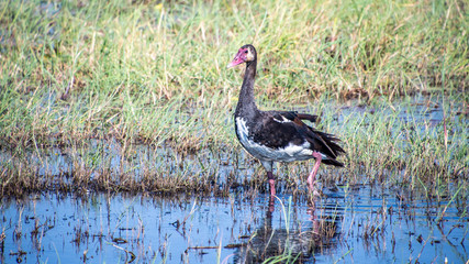 Spur-winged Goose