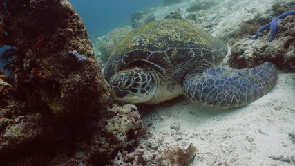 Green sea turtles underwater among corals. Wonderful and beautiful underwater world.