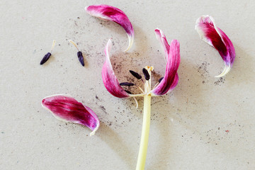 Overblown tulip on paper background.