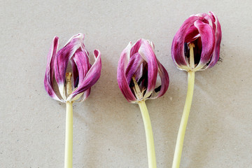 Overblown tulip on paper background.