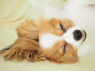 無防備な犬の寝顔 犬種パピヨン Poster Posters Yumeyume 無防備な犬の寝顔 犬種パピヨン Poster Posters Yumeyume
