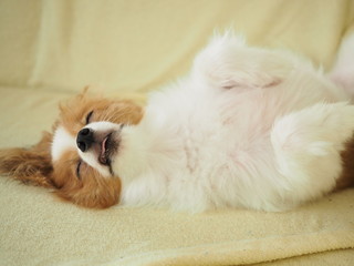 無防備な犬の寝顔 犬種パピヨン Animal Poster Anim Yumeyume