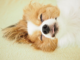 無防備な犬の寝顔 犬種パピヨン Animal Poster Anim Yumeyume