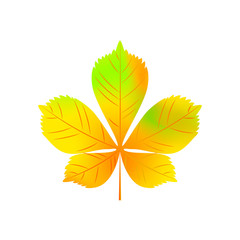 Realistic autumn chestnut leaf isolated on white background. Vector illustration