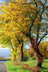 Naklejka premium Autumnal landscape, trees with colorful leaves, perfect sunny weather.