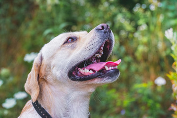 Labrador dog barking, closeup portrait in nature_