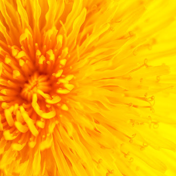 Beautiful Yellow Dandelion Close Up Macro image