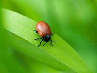 Small brown beetle on a grass blade