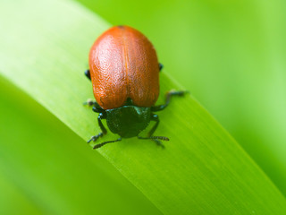 Small brown beetle on a grass blade