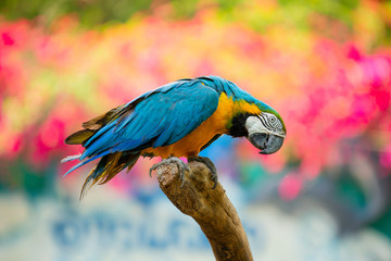 Group parrot macaws  beautiful caribbean macaws on exotic 