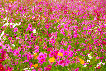 Fototapeta premium Cosmos flower beautiful with pink blur background