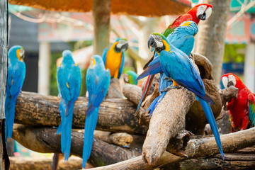 Group parrot macaws  beautiful caribbean macaws on exotic 