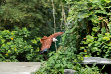 Brahminy kite flying near the forest.