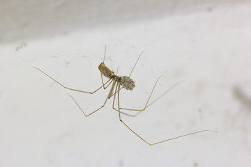 The egg spiders