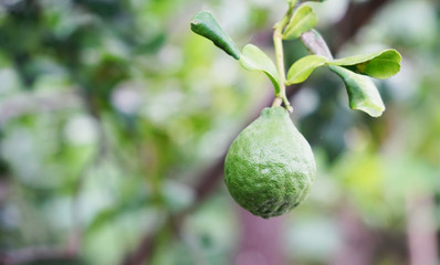 green pear on a tree