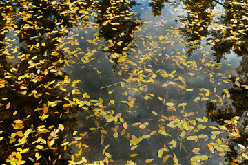 Texture background with waterplant Pondweed leaves on the pond surface in Finland.