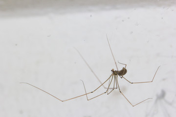 The egg spiders