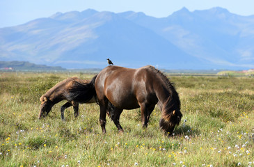 Icelandic horses. The Icelandic horse is a breed of horse developed in Iceland
