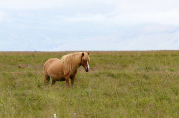 Naklejka na ściany i meble Icelandic horses. The Icelandic horse is a breed of horse developed in Iceland