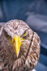 Front view of powerful eagle