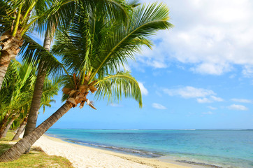 Kokospalmen op het tropische zandstrand van het eiland Mauritius. Indische Oceaan.