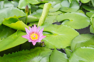 Lotus flower is blooming with leaves background