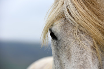 Icelandic Horses The Icelandic Horse