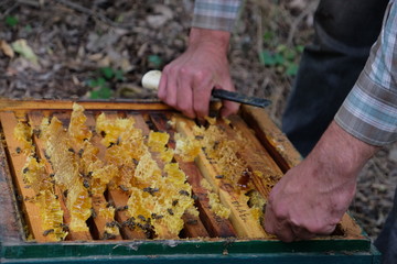 Apiculture, healthy products, organic food, honey, honeycomb, beekeeper working with bee frame at the apiary, bee hive
