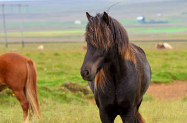 Fototapeta premium Icelandic horses. The Icelandic horse is a breed of horse developed in Iceland